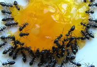 Sacramento Ants