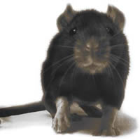 common Sacramento Rat